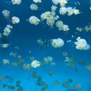 Meet your Posher, Ana